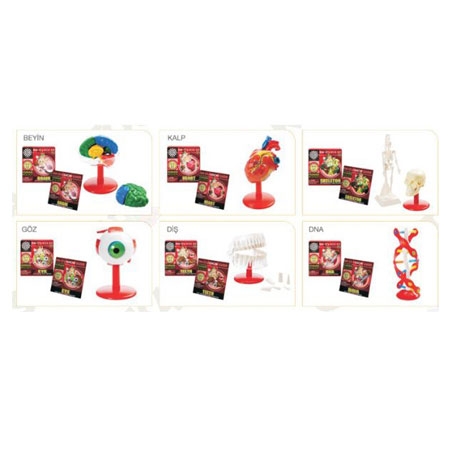 İnsan Anatomisi Set
