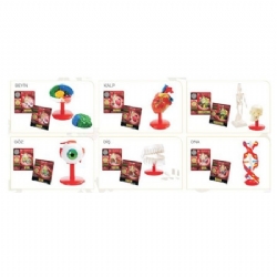 İnsan Anatomisi Set